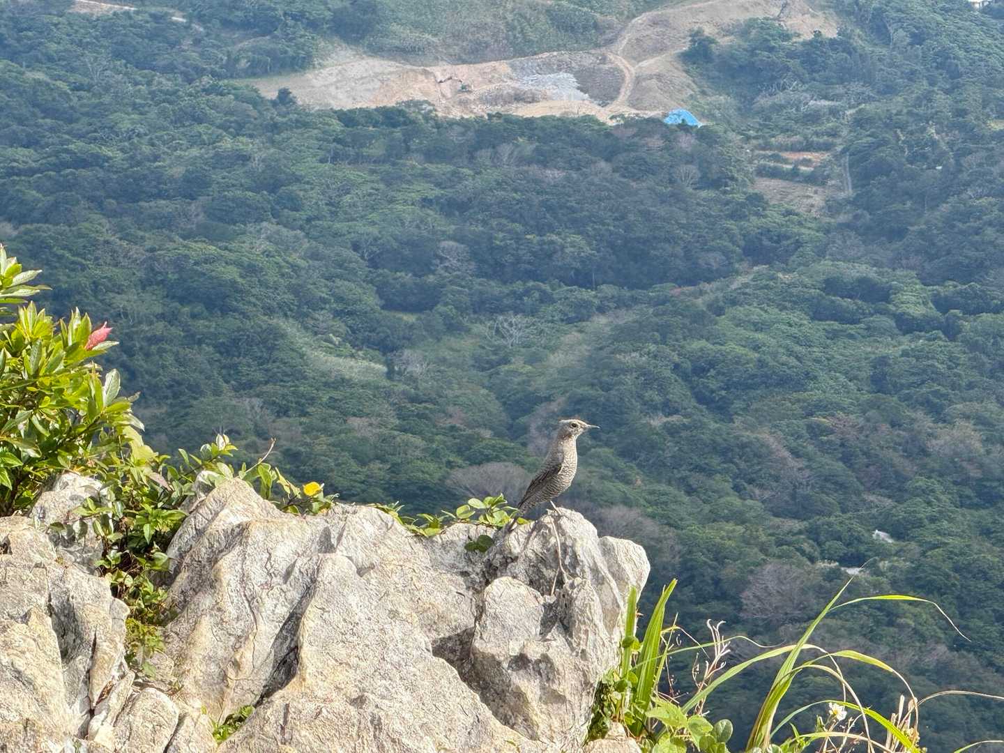 下界を見下ろすカッコいい鳥〜✨