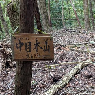 白薙窪ノ頭を見落としてしまい、836pへ。ここは中目木山（なかめきやま）と言うのですね