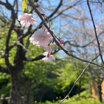 駐車場まで道路歩き🚶
途中の枝垂れ桜🌸