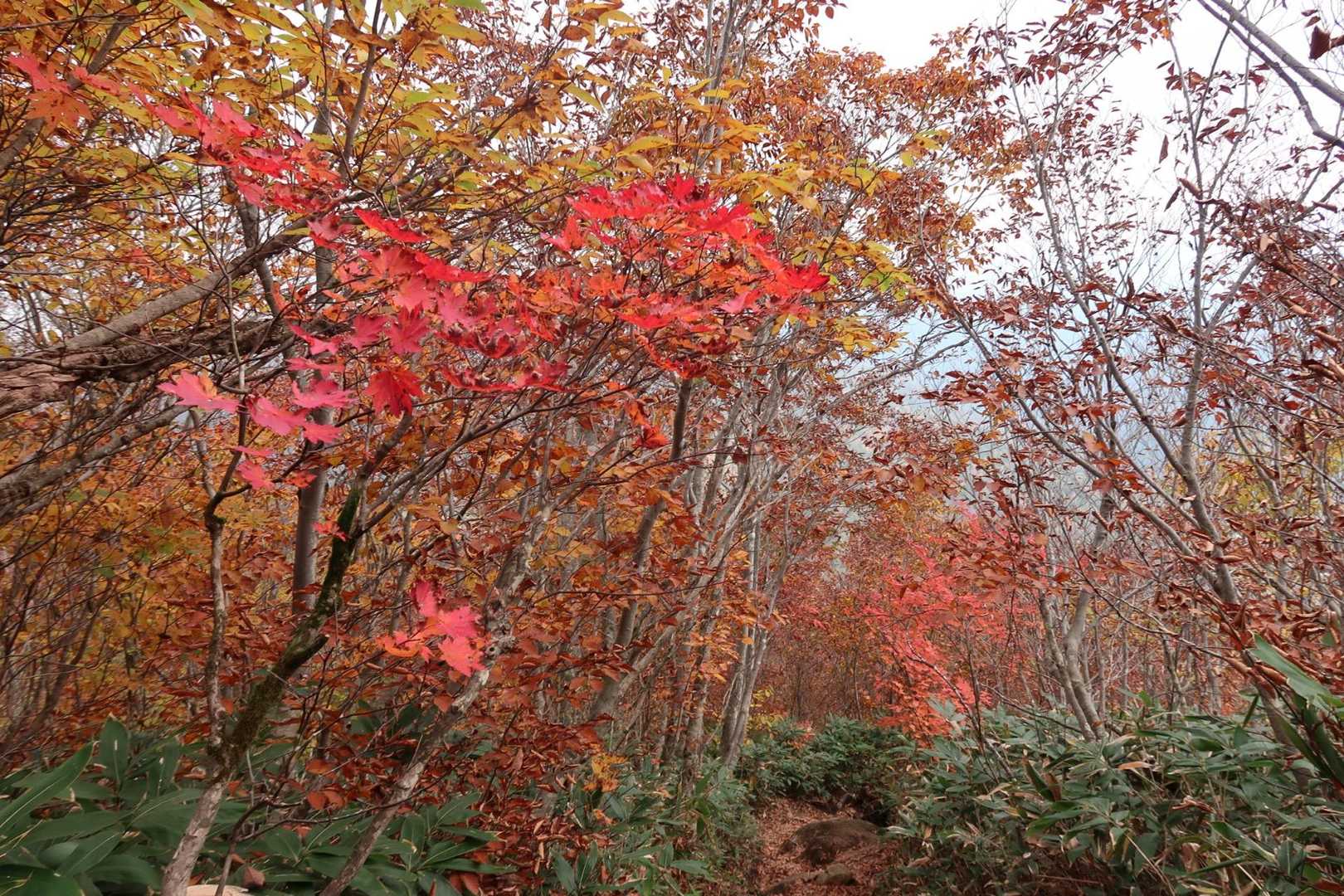 白毛門下山中の紅葉🍁
激下り中😅