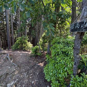 瘤高山（標高1097）通過
（コブタカ）

展望はありません

