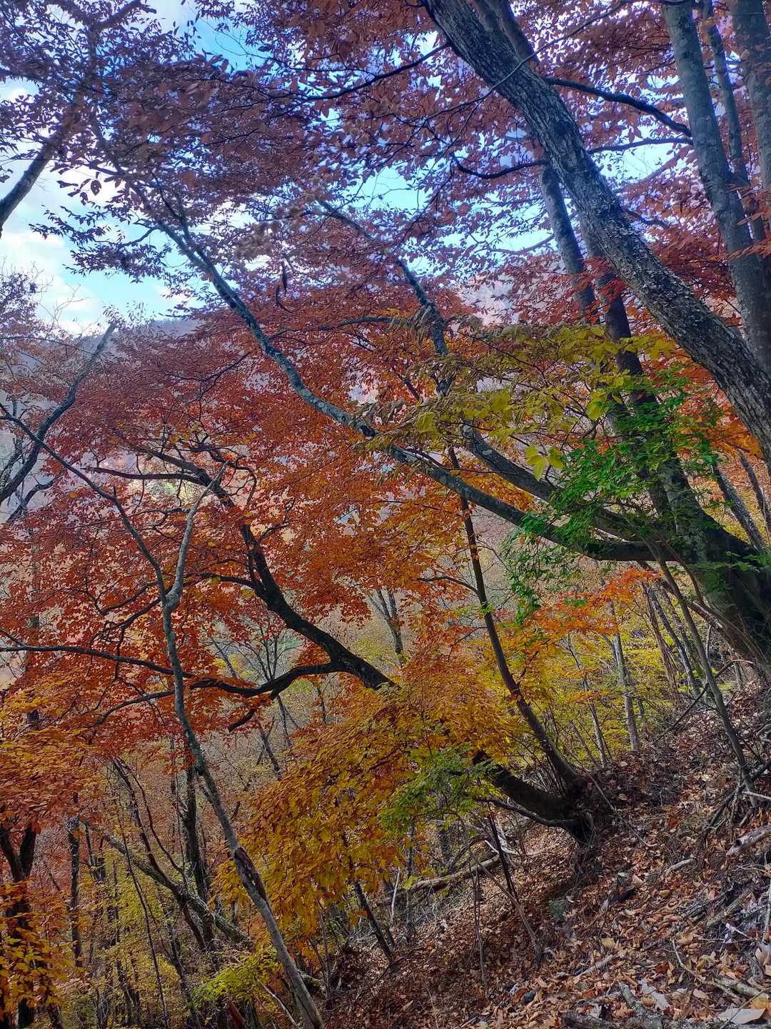 芭蕉月待ちの湯バス停-二十六夜山 往復コースの写真
