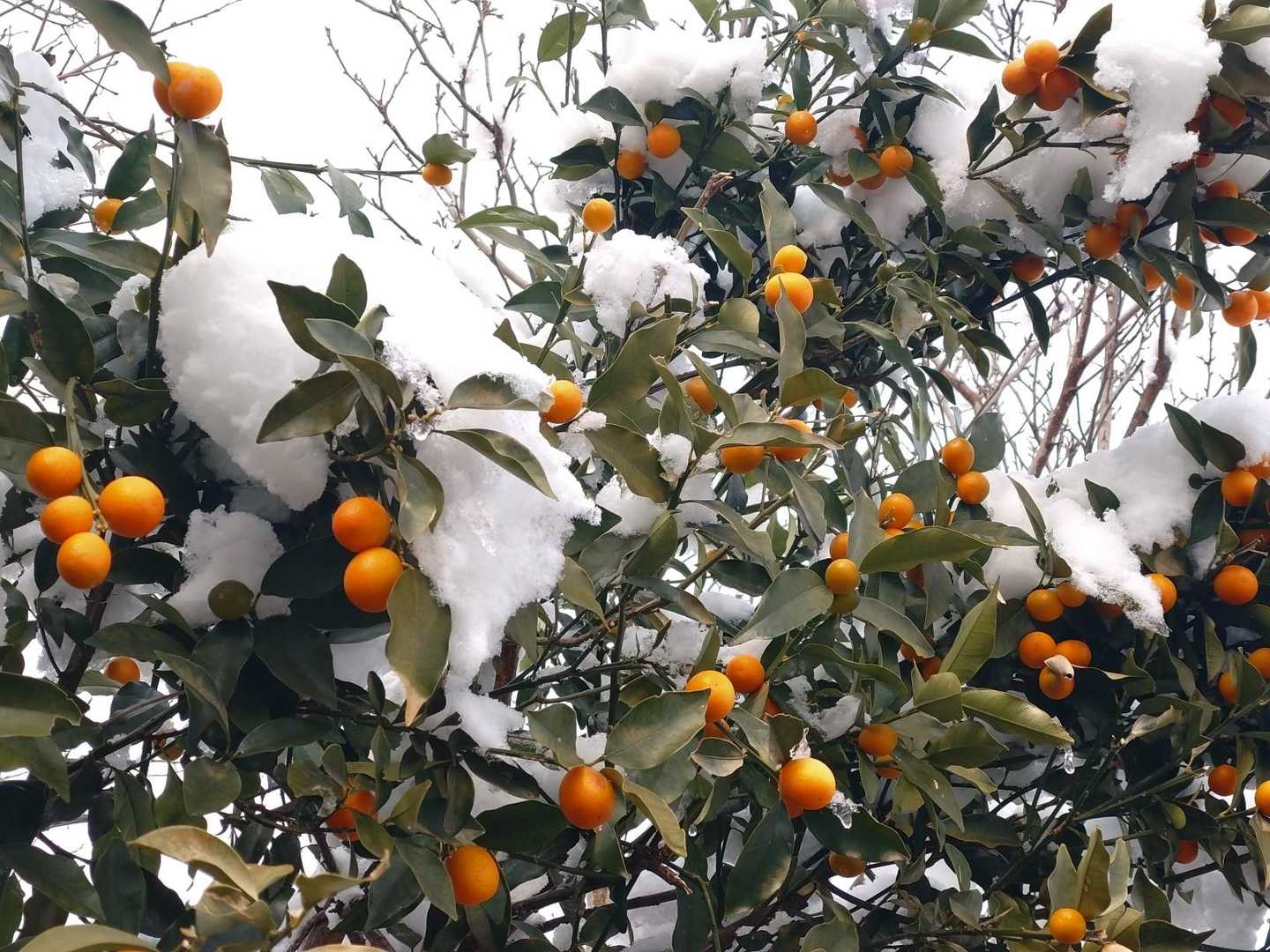 ❄キンカン🍊