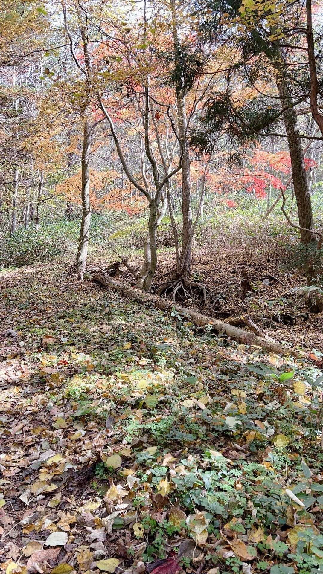 歩きやすい