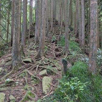 まだまだ登ります