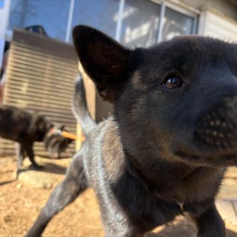 甲斐犬のパピー。おっさんと遊んでくれてありがとう♡