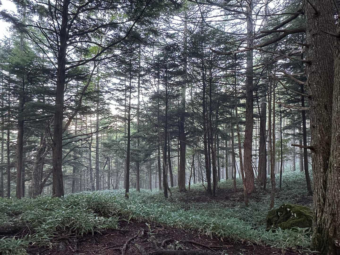 でもそれが幻想的な景色を見せてくれるんだよね〜🍀✨