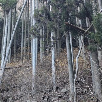 斜面もミツマタ