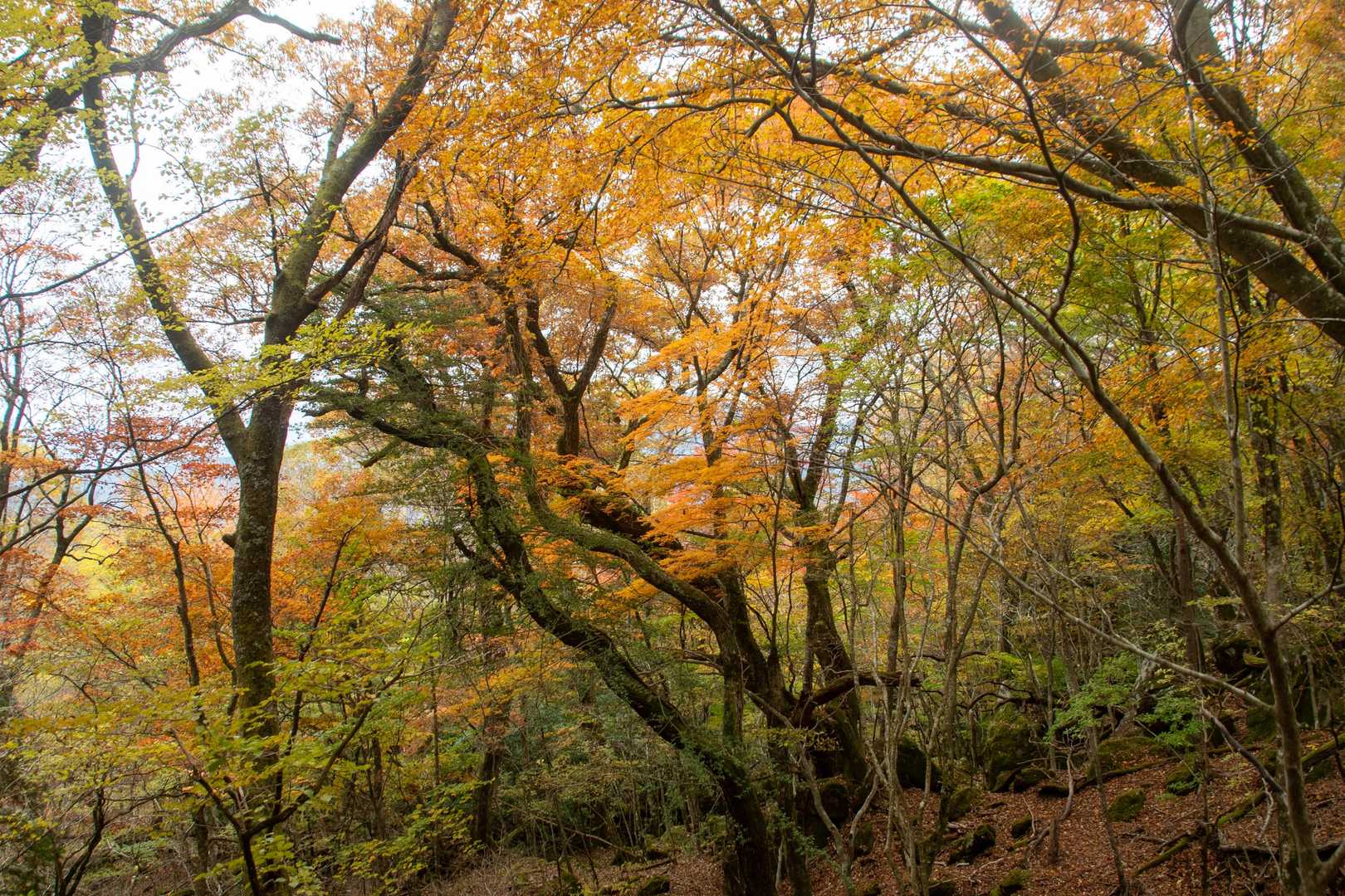 由布登山口バス停-正面登山口-日向岳 往復コースの写真