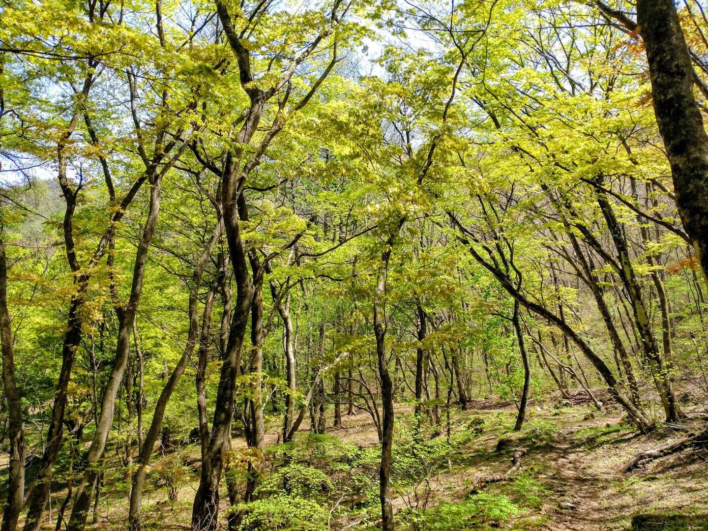 二ッ岳 周回コースの写真