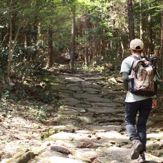 柿色のコウモリ