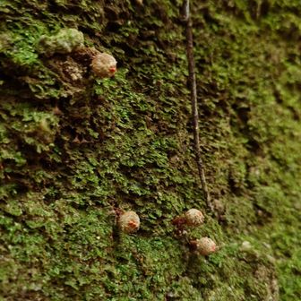新しいクチベニタケのシロ発見。