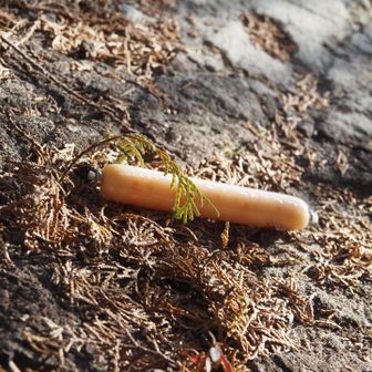 ソーセージが落ちてた