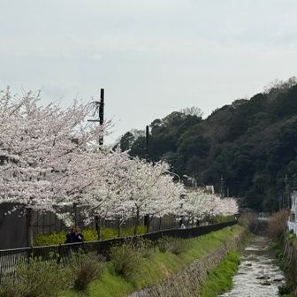 白川　日吉橋から