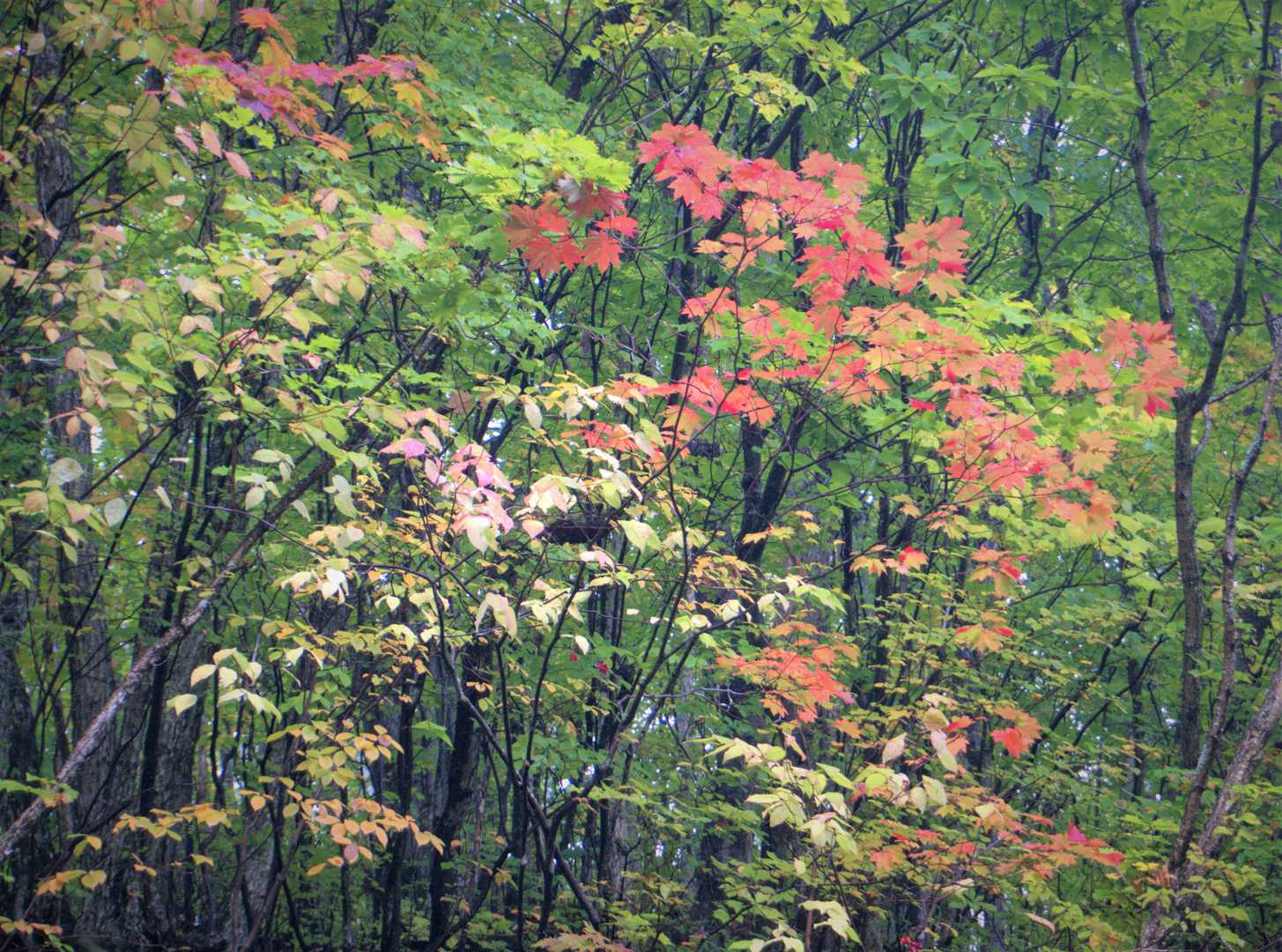 少し紅葉してきたかな🍁