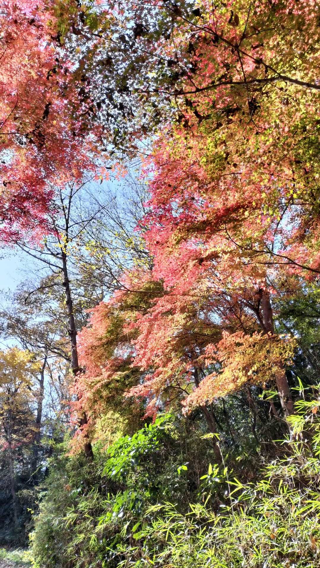 グラデーション大好きなグリーンも入るとより素敵✨️