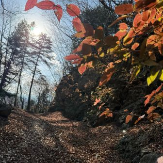 落ち葉モフモフ🍂
