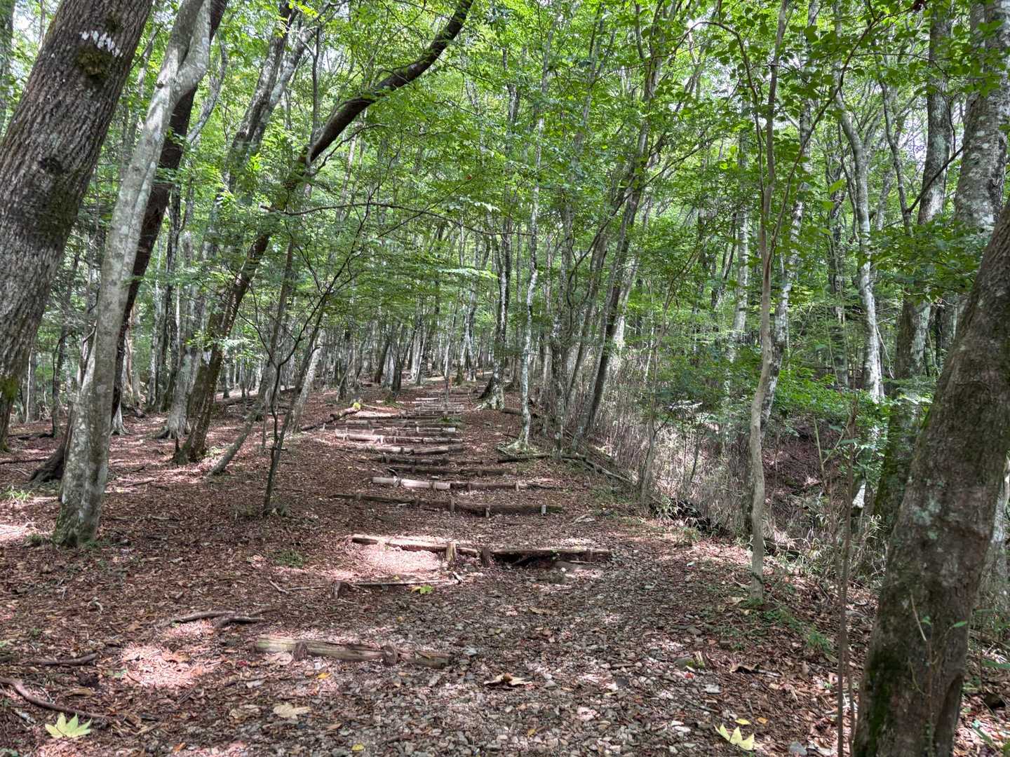 天狗棚-1200高地 周回コースの写真