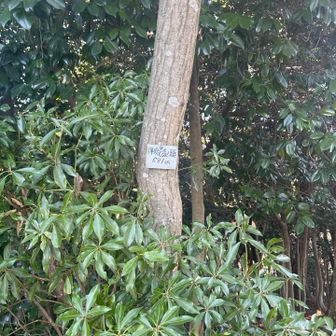 地味なピークが続きます