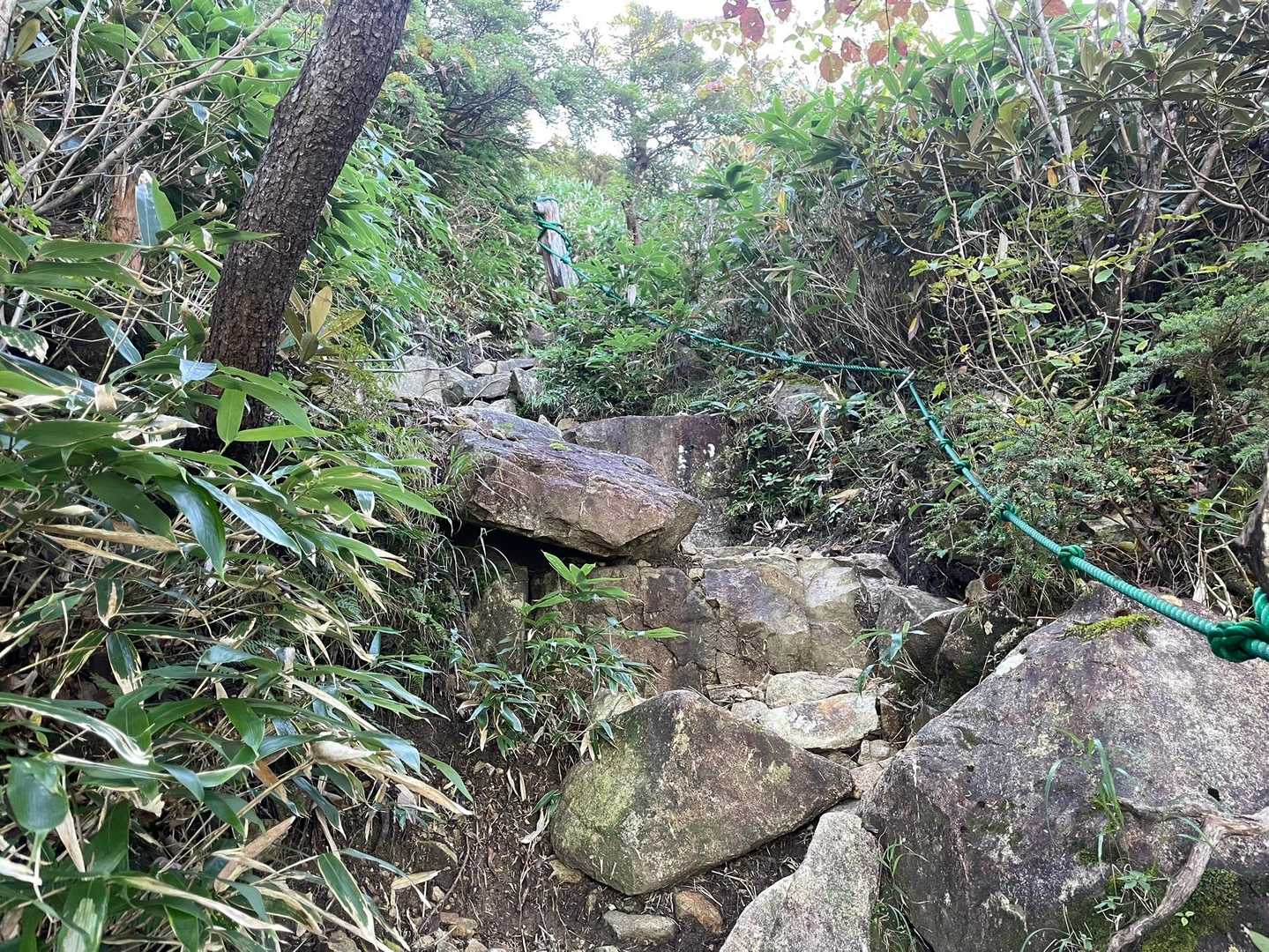 分岐を少し過ぎると岩いわの急登が始まります😅
けど、ここまで展望ない退屈な樹林帯だったから、気分転換になってめちゃ楽しい😄