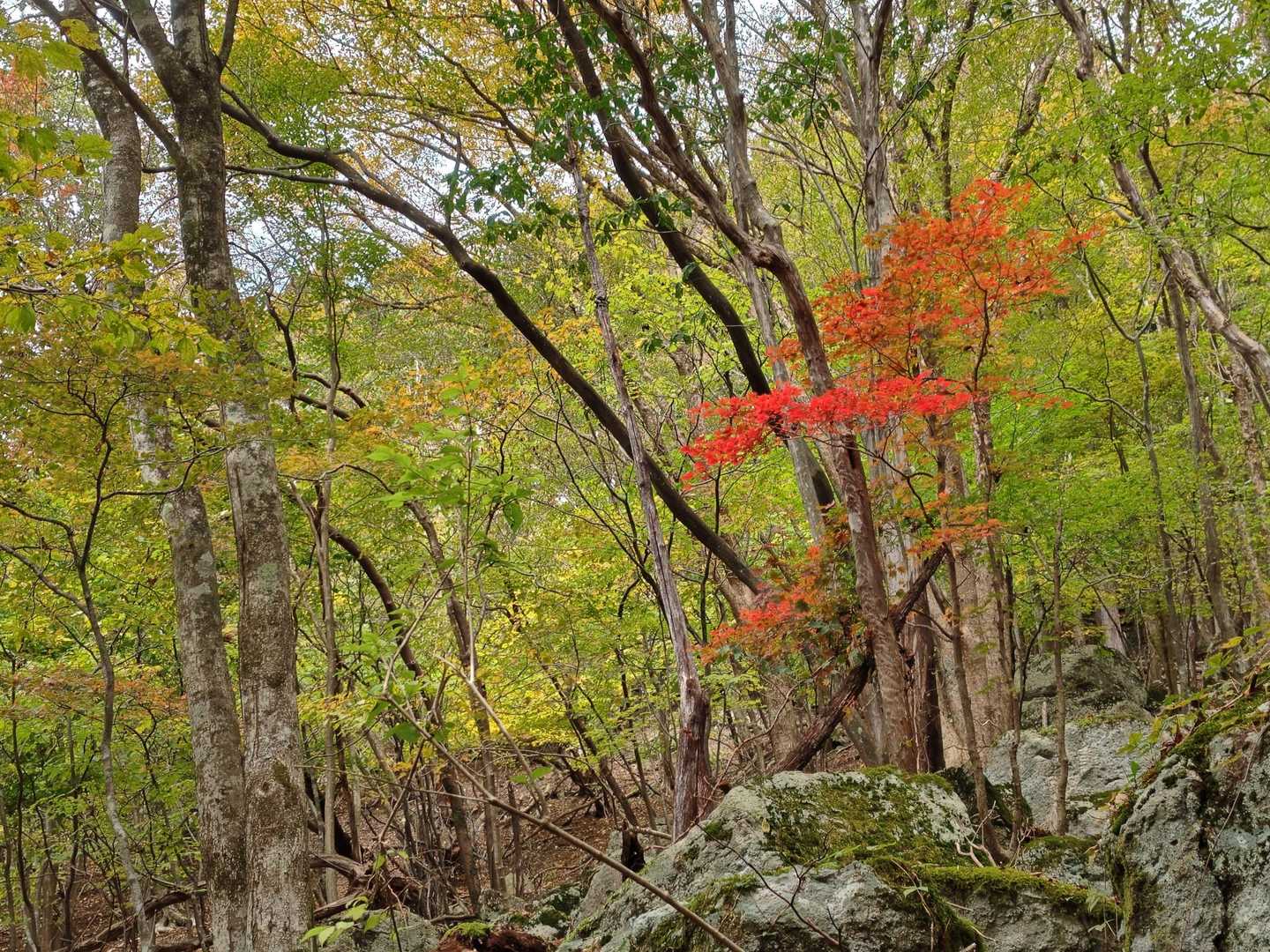 ひときわ赤い紅葉🍁一本