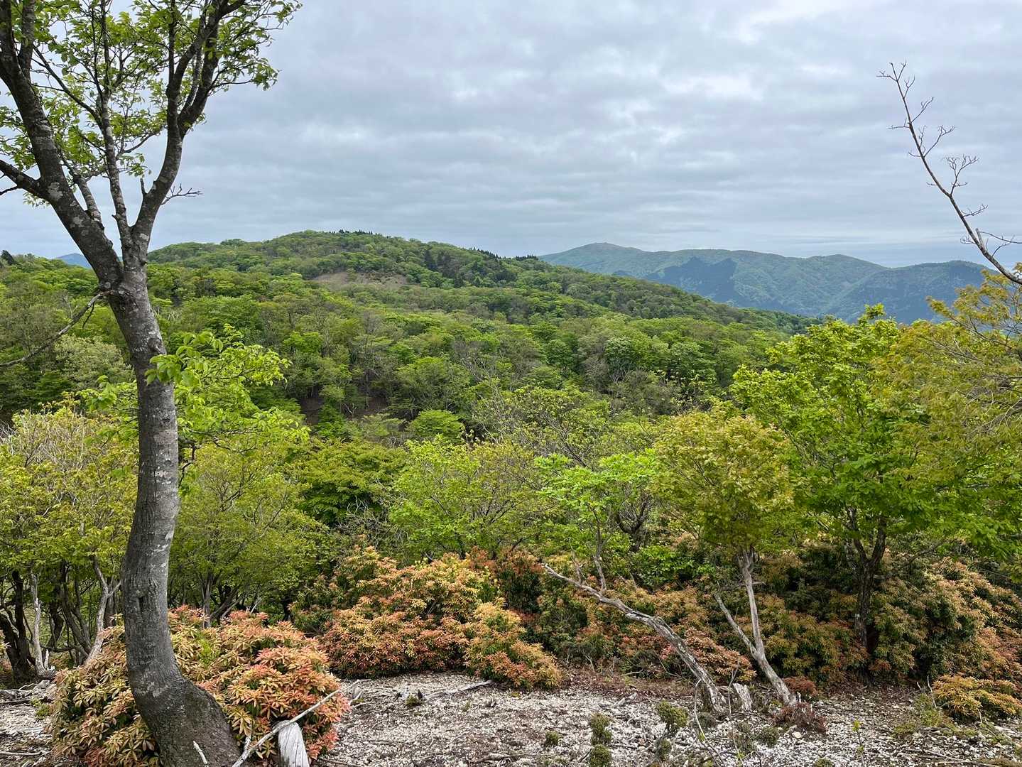 曇ってるけど新緑綺麗🌿✨奥に蓬莱山も見えてる！権現山への稜線かな？