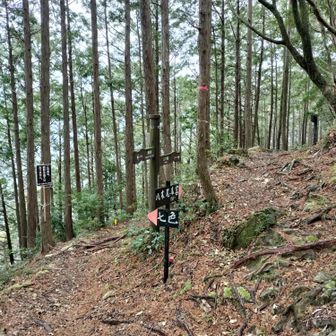 熊野古道 小辺路 七色分岐