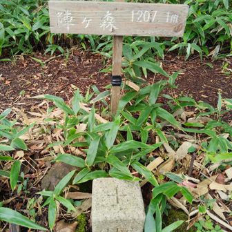 3座目▲陣ケ森

もう少し歩きたかったけど、流石に遠征3日目！今日は脚が重い😖

ここでUターン🏃