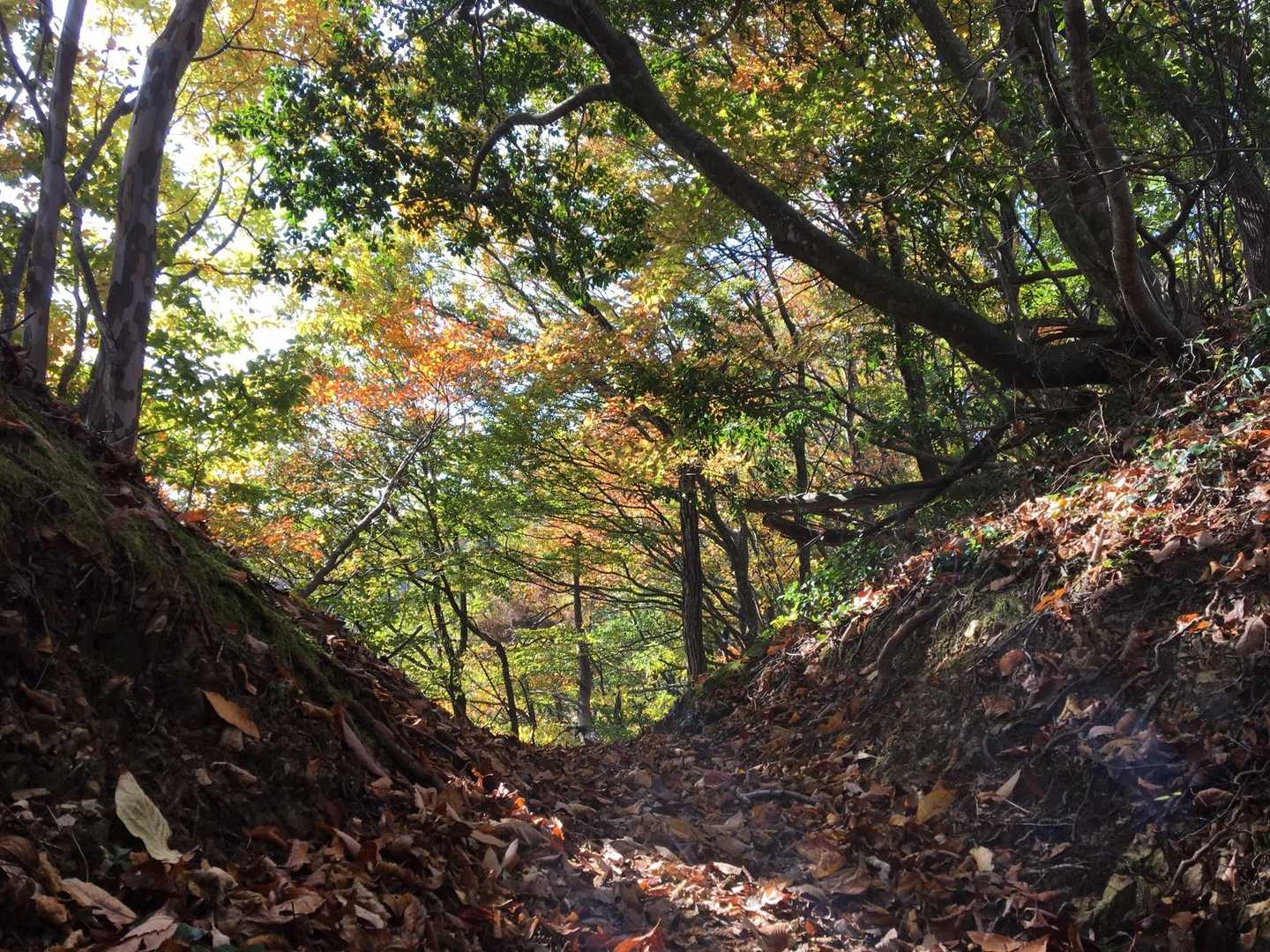 切り通しの向こうに紅葉🍁