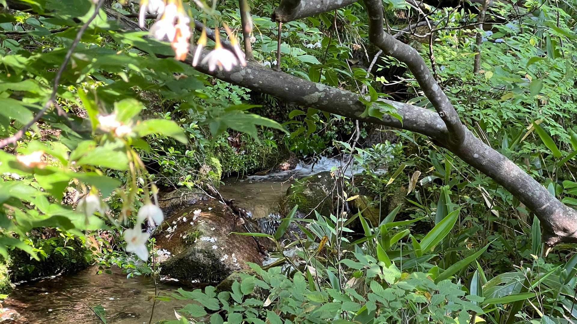 沢の近くは気温が下がり涼しく感じます
