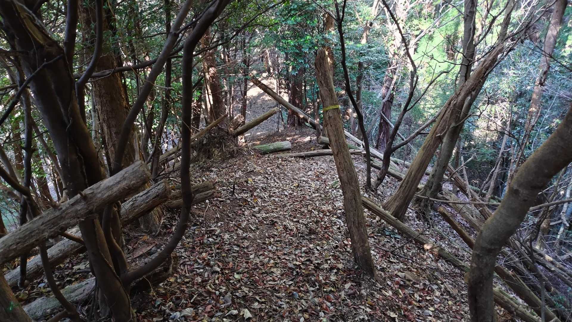 倒木がちょいちょいありますが、よけて歩ける程度です🚶