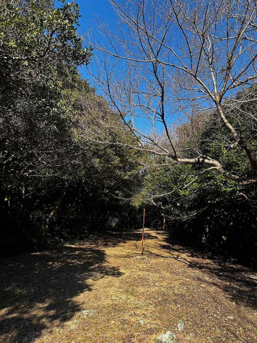 衣笠山 往復コースの写真