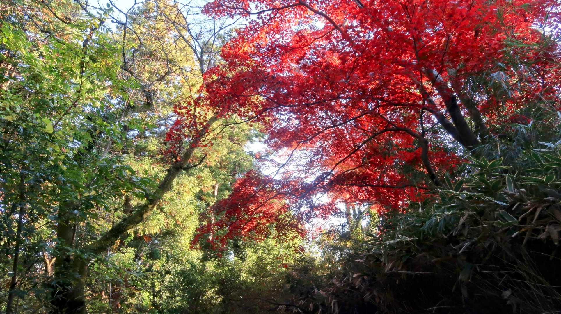 天覧山 往復コースの写真