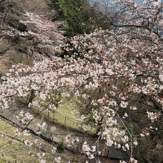 あー桜の時期かー　山を登ると日本の四季を強く感じれるよね