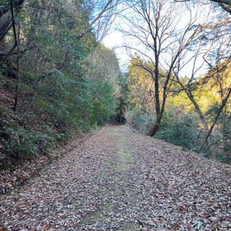 どんぐり山に向かう舗装路、枯葉道。
確か一般車両は入れない。