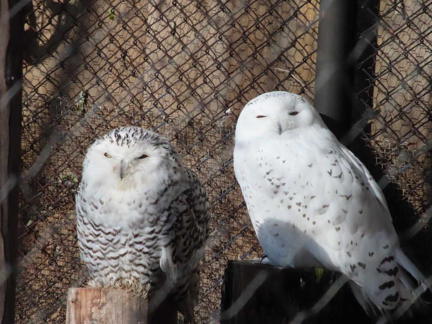 🦉だから私達は昼寝出来ない
