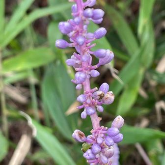 葦毛湿原でお花探し。
ヤブランのムラサキ色、いいね