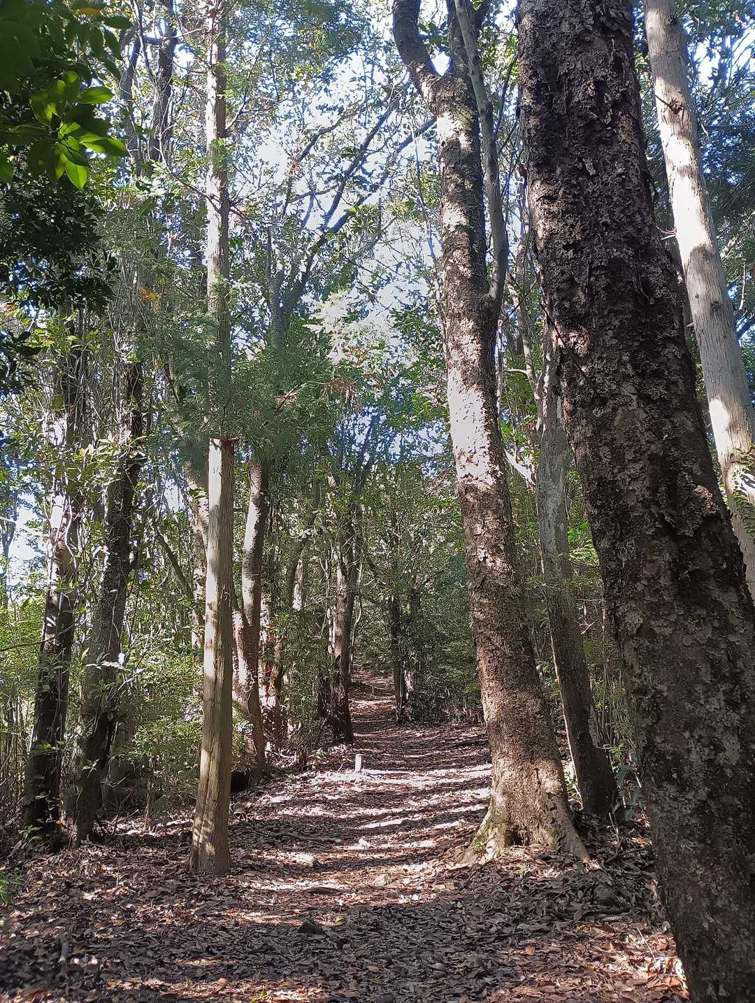 三岳山-立須 周回コースの写真