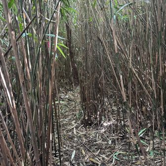蜘蛛の巣にまみれつつ、狭い山頂に到達…！？