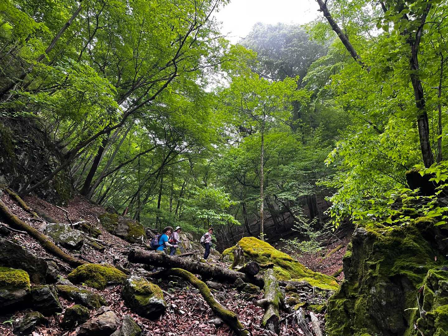 駒形登山口-鳴神山-椚田峠-赤柴登山口 周回コースの写真