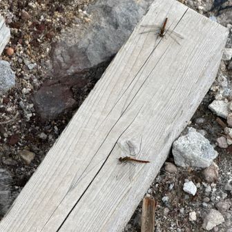 山頂で森林限界ですが、
トンボが沢山😮
避暑と栄養を蓄える為に来ている、との事。