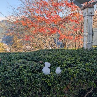 雪は日陰にちょろーーっと。