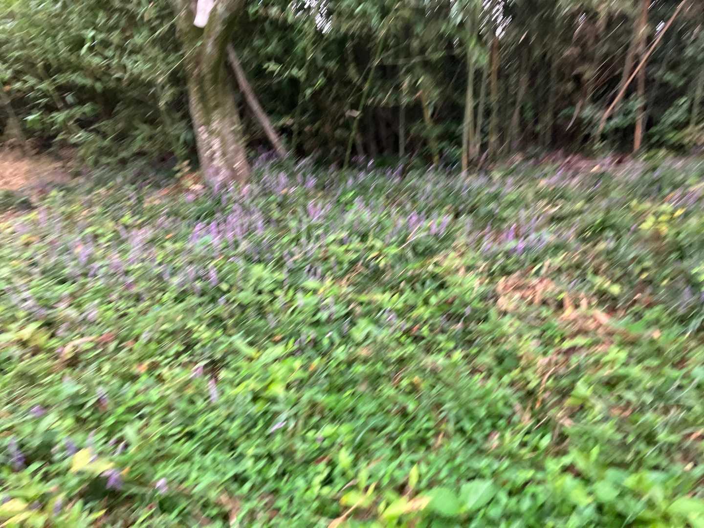いっぱい咲いてるけど、ブレブレの写真やわ🤣