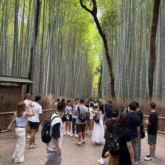 有名な竹林の小径は観光客がいっぱい