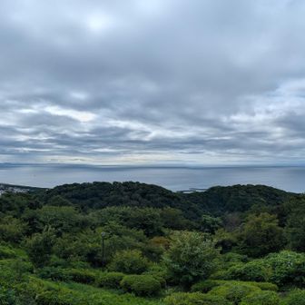 タワーから見たらもっと良い景色と予想。相模湾、ええでー