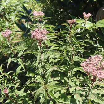 ヨツバヒヨドリ（四葉鵯・キク科）
この花にやってくるアサギマダラを期待したが、時間帯が悪いのか全く見かけなかった。