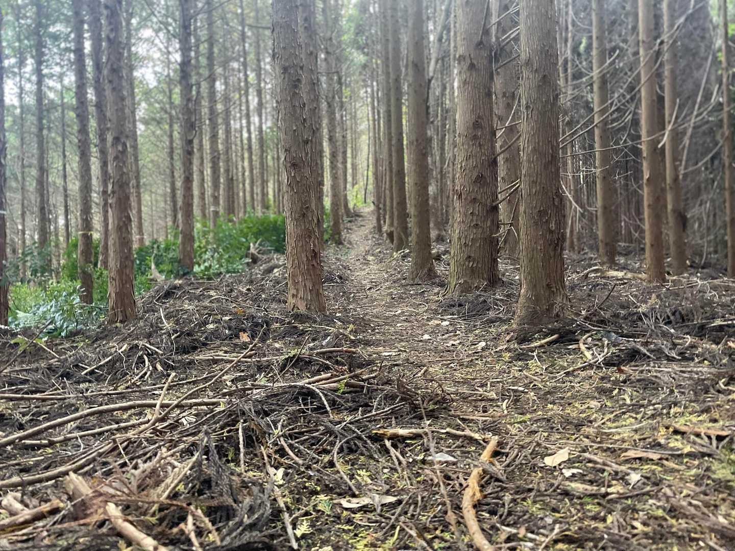 木々の間の真っ直ぐな道🌲🌲素敵ロード