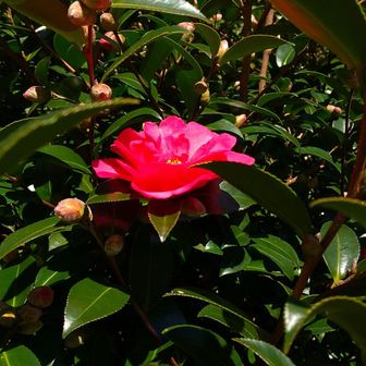 冬の花　山茶花