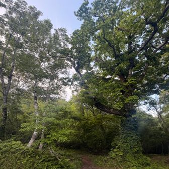 登山道の入り口
この大きな木に圧倒される感じがたまらない