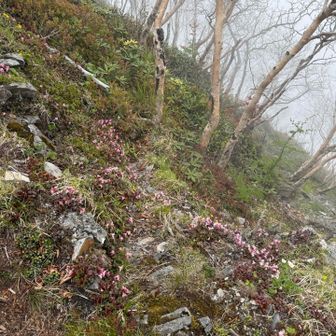 この辺りイワカガミのお花畑🌸